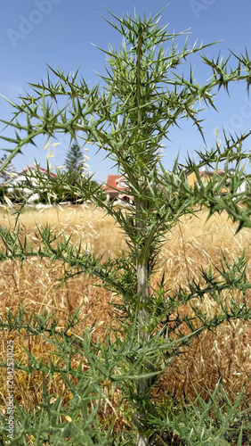 Close-up of a sharp spiny green thistle plant growing outdoors in a dry summer field or meadow in the Mediterranean countryside. Wild thorny weed with sharp prickles under a clear blue sky
