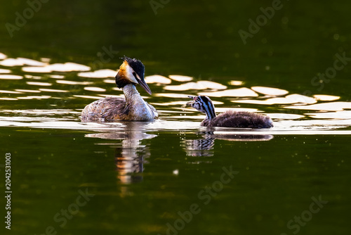 Foto Great crested grebe (Podiceps cristatus) with chick holding a freshly caught fish on calm lake water