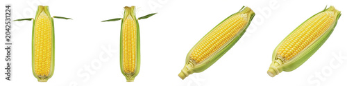 Fotografie Set of four fresh corn cobs with green husks isolated on white background, raw s
