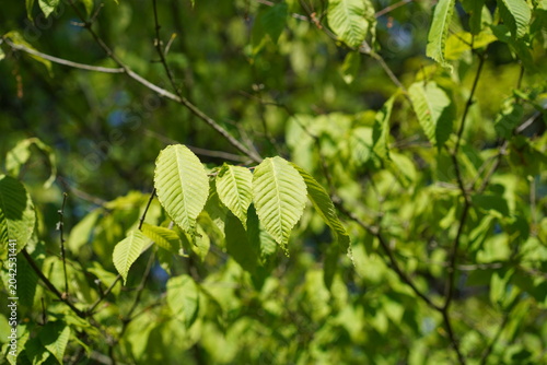 Grünes Laub und Ast eines Hainbuchenblättrigen Ahorns (Acer carpinifolium) im Frühling
