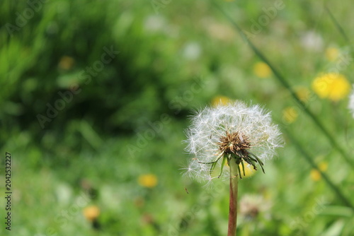 Fluffy dandelion seed head standing in green spring meadow