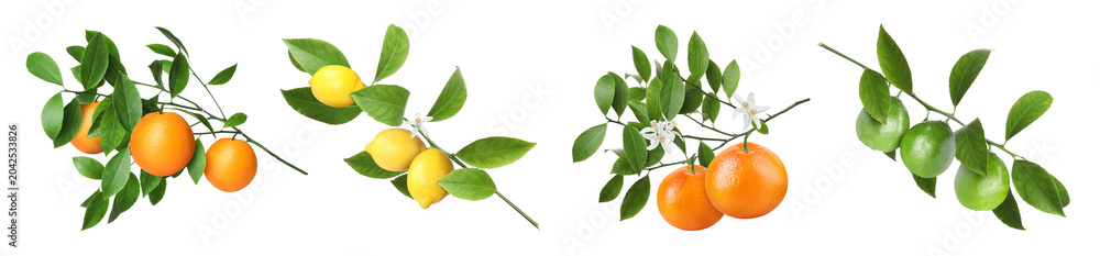 Obraz premium Citrus branches with fruits and leaves isolated on white, set