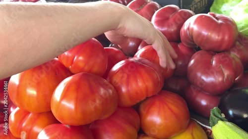 Customer choosing and touching orange tomatoes on market counter beside red ripe vegetables while searching for the best fresh produce close up.