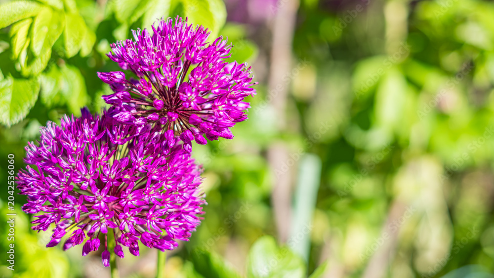 Obraz premium Two purple ornamental onion flowers (Allium) in sunny garden with green blurred background, floral banner and spring garden concept with copy space 
