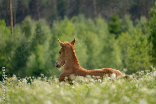Photos Young foal resting in flowering green meadow with soft forest background in rura