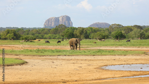 Elefante, Parque Nacional de Yala (Sri Lanka)