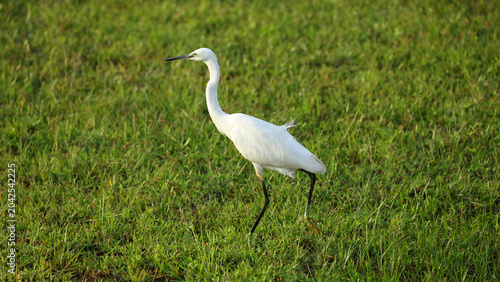 Tableau sur toile Garza blanca, Parque Nacional de Yala (Sri Lanka)