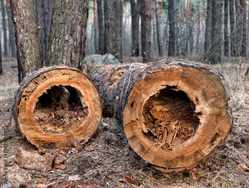 Decayed tree. Rotting hollow logs with visible saw cuts resting on the ground in a forest surrounded by natural woodland scenery. Insect damaged tree
