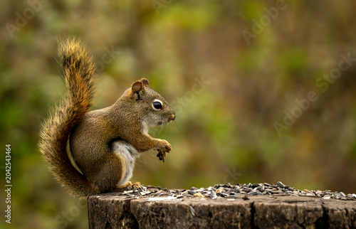 Tapety artystyczne squirrel on a tree