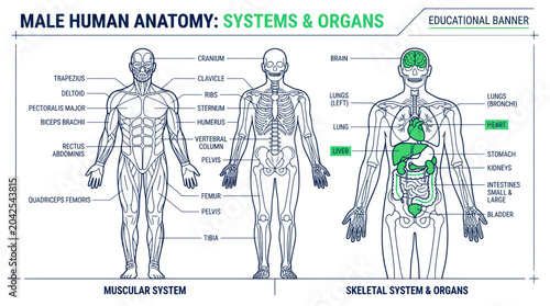 Male Human Anatomy: Muscular, Skeletal Systems & Organs Educational Banner