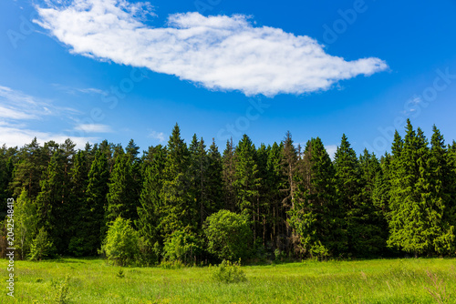 Lush green coniferous forest edge bordering a sunlit meadow under a bright blue sky with a single fluffy white cloud on a beautiful warm summer day in the countryside