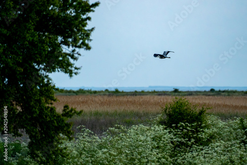 Fotografie Bird in flight over reed marsh and wetland landscape with trees