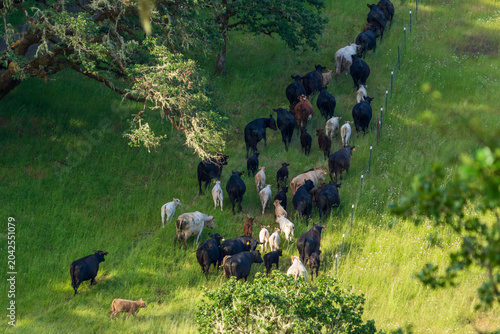 Fotografi As they move across the landscape, cattle fertilize the soil and introduce light disturbance, both of which promote forb growth, reduce fire hazards, and stimulate seed germination