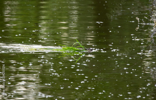 Fotografie Wild Muskrat (Ondatra zibethicus) Gliding Through Water with Green Leaves in Its