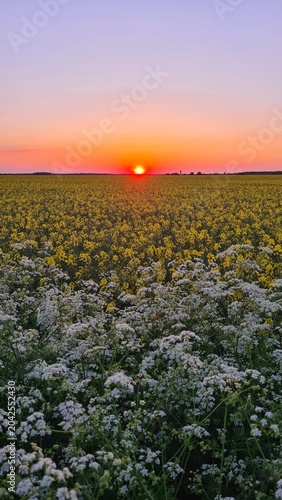Tableau sur toile Magnifique coucher de soleil sur un champ de colza au printemps (vallée de Chevr