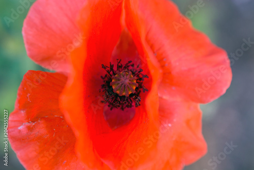 closeup view of common poppy (papaver rhoeas) in UK garden
