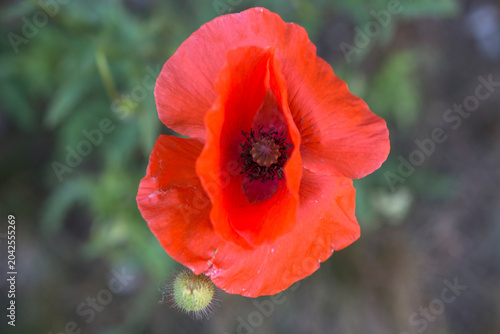 closeup view of common poppy (papaver rhoeas) in UK garden
