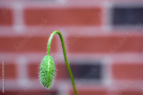 focus view of the bud of common poppy (papaver rhoeas) in UK garden