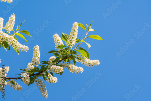 White flowers blooming bird cherry. Close-up of a Flowering Prunus padus Tree with White Little Blossoms