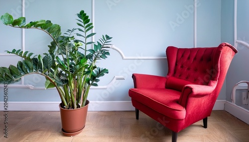 plant as a decoration in interior design design of a living room or a hotel bright red armchair in the corner zz plant or zamioculcas low maintenance and easy to care for house plant