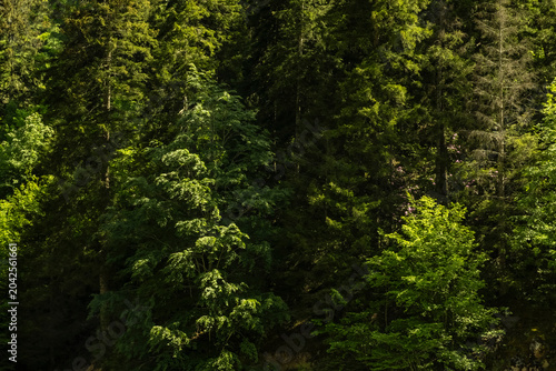 Bild auf Leinwand Dense lush green forest with evergreen pine trees