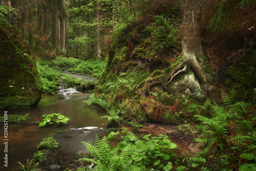 Foto Forest stream in Ceske Svycarsko
