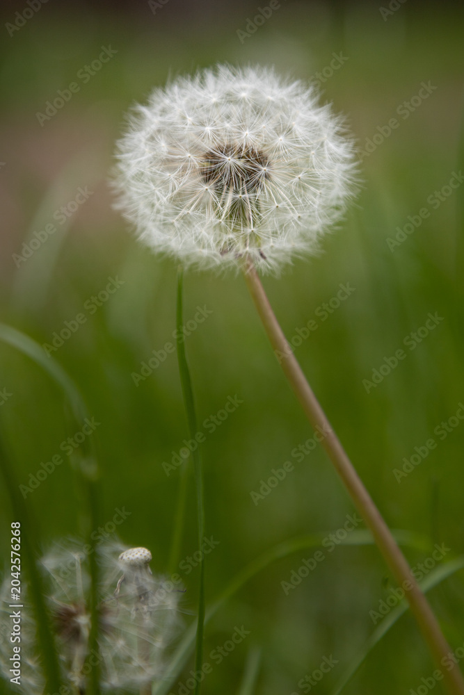 Fototapeta premium Single white dandelion with fluffy white seeds close-up photography. Dandelion flower on blurred green grassy field 
