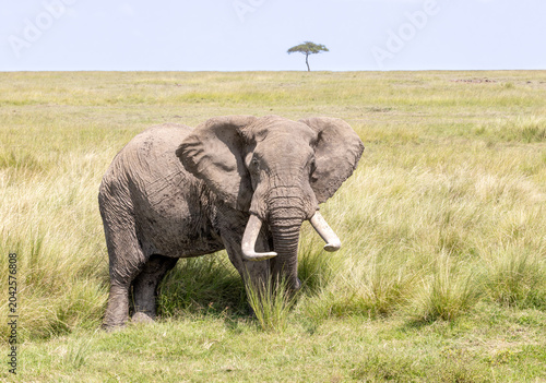 Photography Tusker