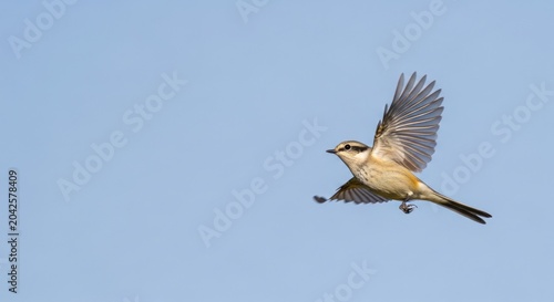 Bird in flight against clear blue sky showcasing wingspan and natural beauty