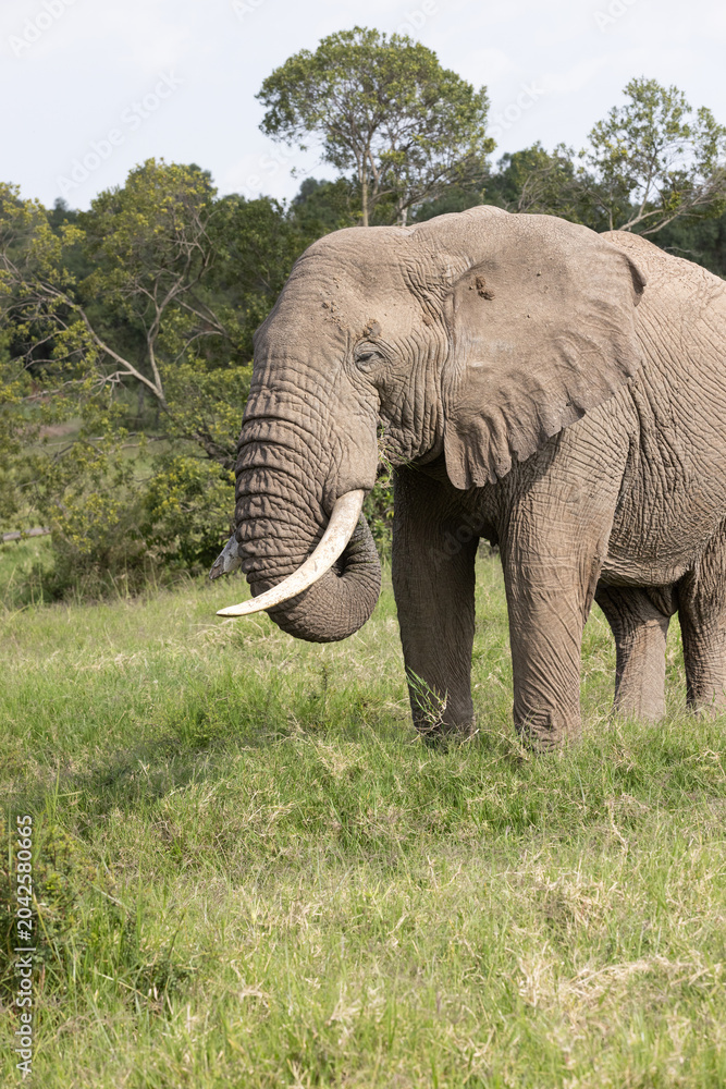 Fototapeta premium Bull Elephant in Lush Africa
