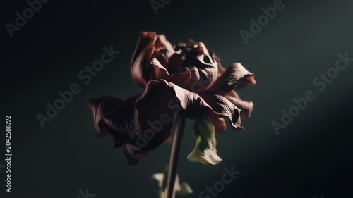 Wilted Flower in Dim Spotlight