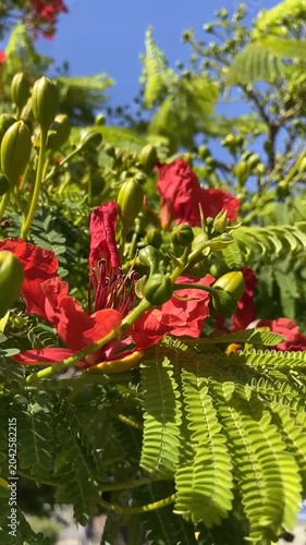 Red Flamboyant tree flowers also known as Royal Poinciana,Delonix regia,Flame tree, Phoenix flower against blue sky. Floral background,4K vertical video.