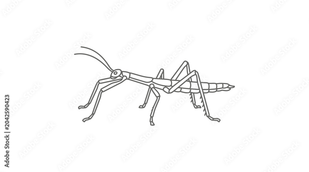 Obraz premium Stick insect line art drawing on white background.