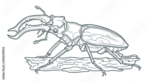 Stag beetle on wood bark line art illustration