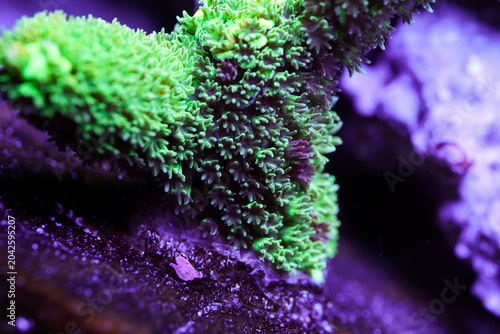 Schilderij op canvas Vibrant Bali Green Slimer Acropora Close Up Underwater in Saltwater Aquarium