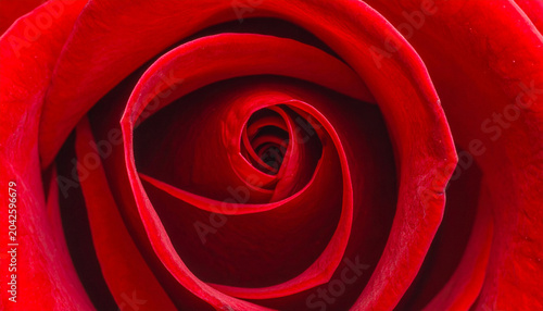 Close up red rose bloom