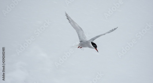Arctic Tern bird in elegant flight wings outstretched against a pure white minimalist background soft light accentuating its form. AI Generated