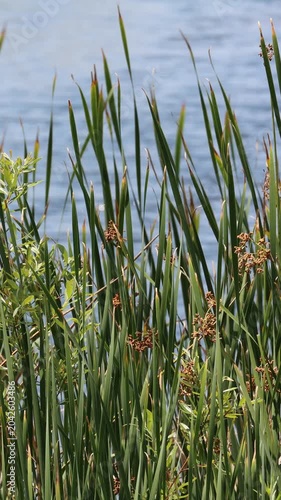 Amazing native plants in the genus Schoenoplectus, Typha, and Salix are often dominant in the few remaining natural permanently moist riparian shorelines of Coastal Los Angeles County.