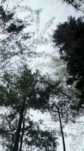 Vertical footage of tall pine trees against bright sky, natural forest landscape with relaxing outdoor atmosphere.