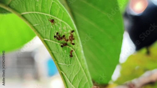 Macro footage of ants walking on a green leaf, showcasing insect behavior, teamwork, and natural ecosystem activity.