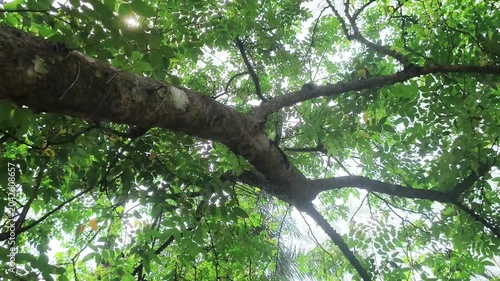 Looking upward through dense green tree canopy with sunlight shining between branches in a peaceful forest landscape.