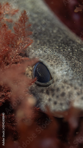 Close up of a lesser spotted catshark hiding in seaweed, Wales 