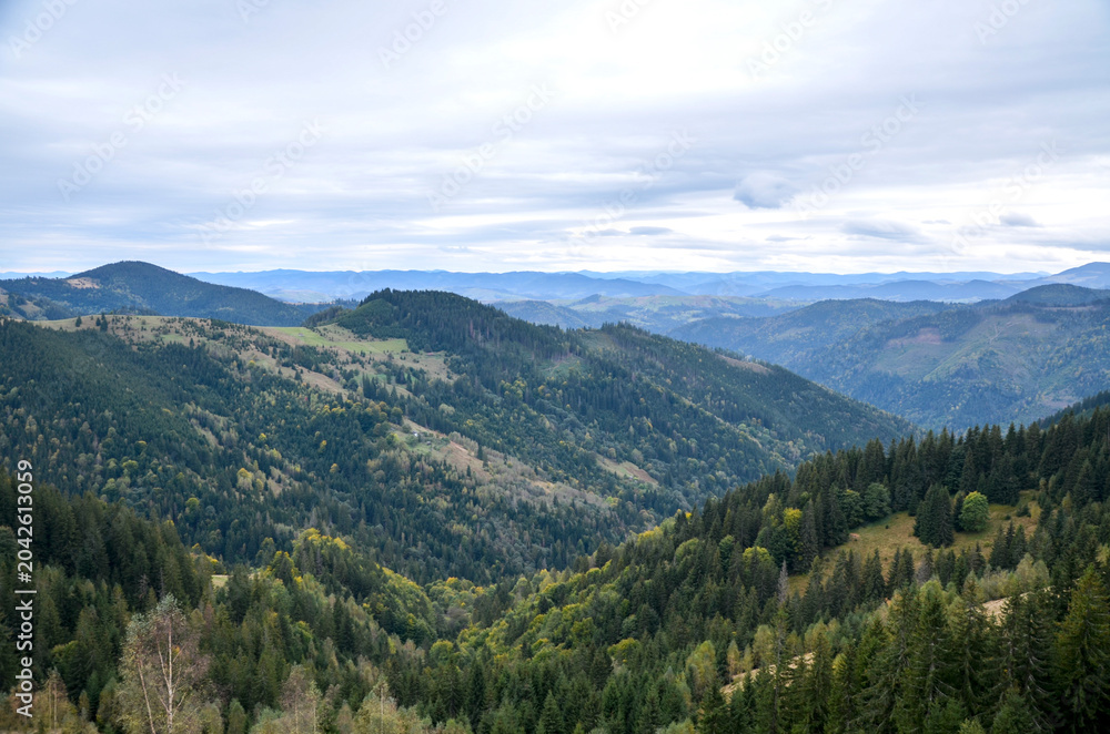 Fototapeta premium Expansive mountain valley framed by dense evergreen forests and rolling hills under a moody cloudy sky. Carpathian Mountains, Ukraine