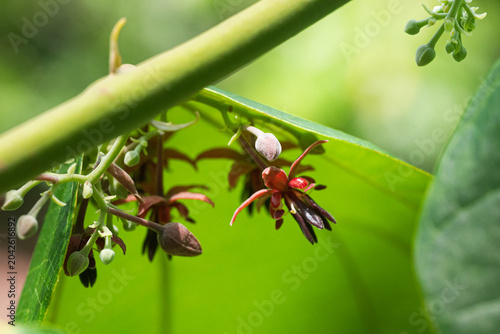 Theobroma bicolor flowering on tree branch