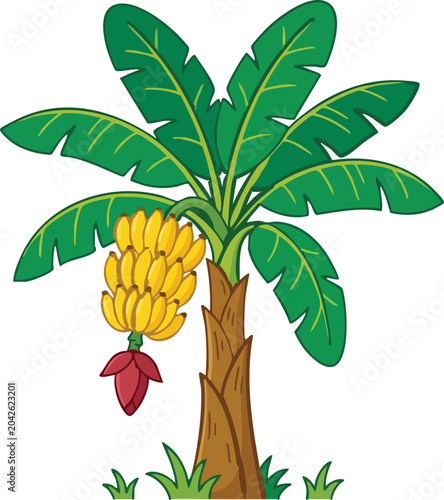 banana tree isolated on white