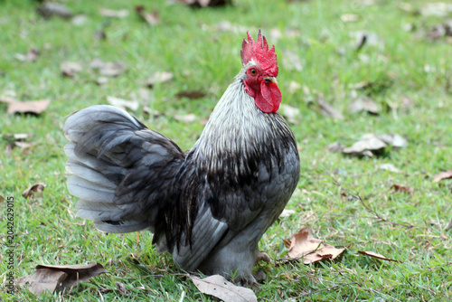 Canvastavla Beautiful silver grey bantam rooster standing on a green grass lawn