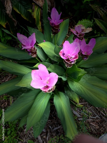 Fotografía Pink curcuma sessilis gage plant
