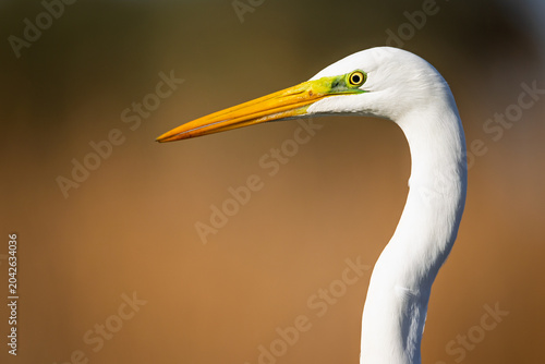 Great egret watching with yellow beak and eye