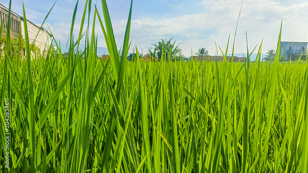 Obraz premium Green rice plants growing in a paddy field. Beautiful agricultural background of young organic rice under bright sunlight
