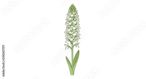 Bilde på lerret A detailed botanical illustration of a white fragrant orchid flower spike